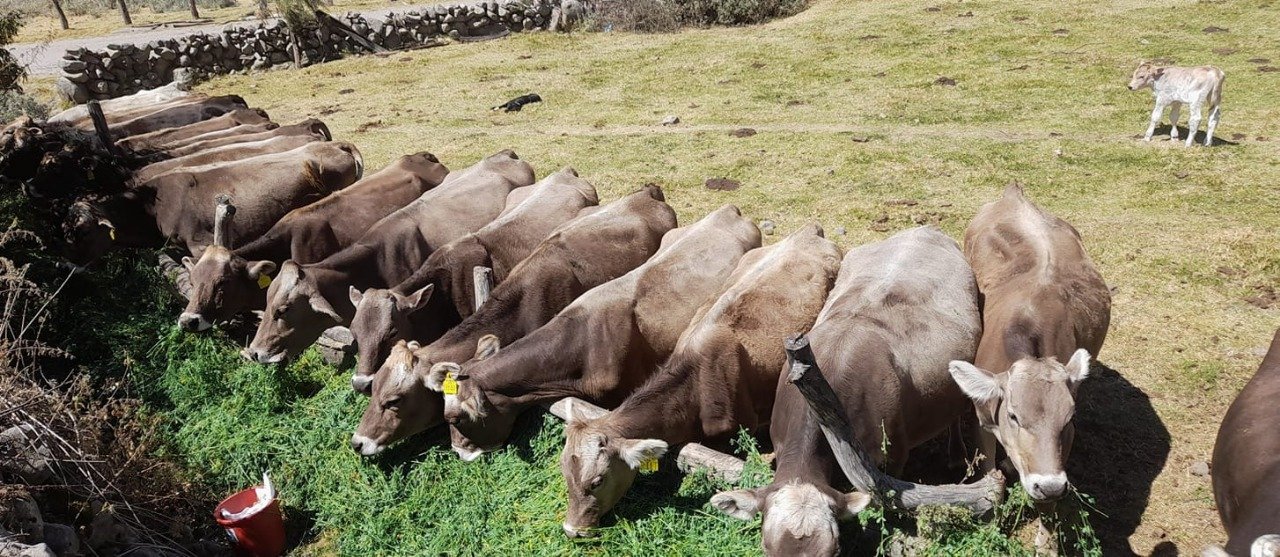 Alimentación Animal