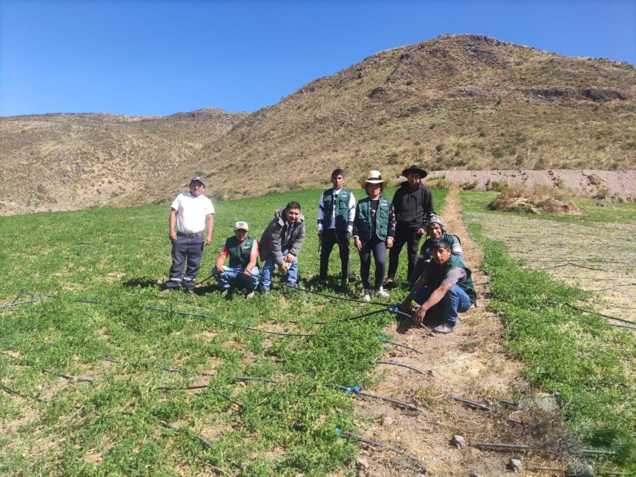 Productor de Alfalfa